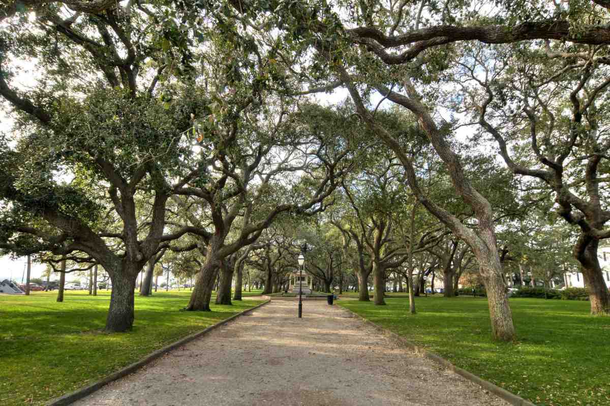 Battery photo an empty park bench next to a tree